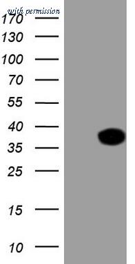 OriGene CF808393 image 1