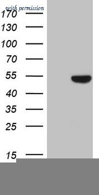 OriGene CF808398 image 1