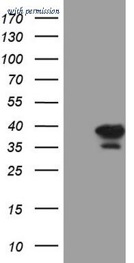 OriGene CF808401 image 1
