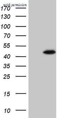 OriGene CF808425 image 1