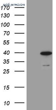 OriGene CF808426 image 1