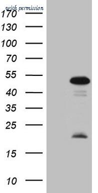 OriGene CF808429 image 1