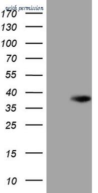 OriGene CF808435 image 1