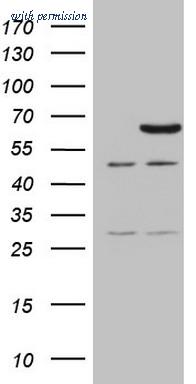OriGene CF808462 image 1