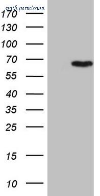 OriGene CF808463 image 1