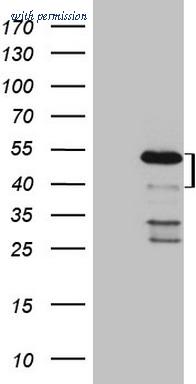 OriGene CF808466 image 1