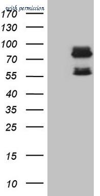 OriGene CF808488 image 1
