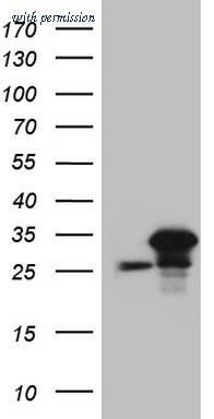 OriGene CF808492 image 1