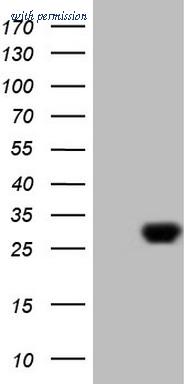 OriGene CF808513 image 1