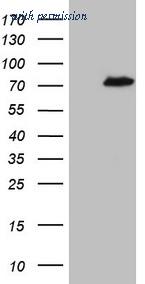 OriGene CF808517 image 1