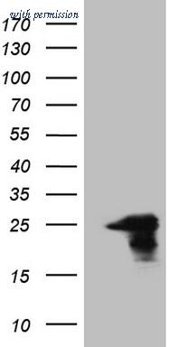 OriGene CF808520 image 1