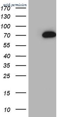 OriGene CF808522 image 1