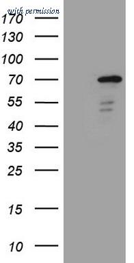OriGene CF808530 image 1