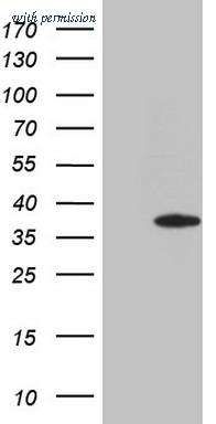 OriGene CF808562 image 1