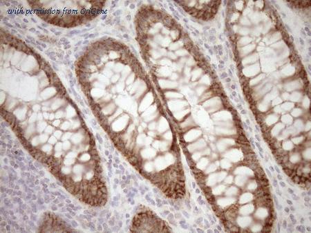 OriGene CF808565 image 1