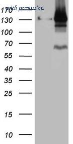 OriGene CF808567 image 1
