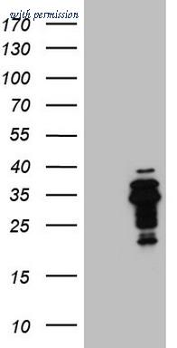OriGene CF808582 image 1