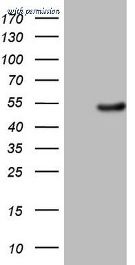 OriGene CF808584 image 1