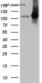 OriGene CF808587 image 1