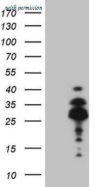 OriGene CF808592 image 1
