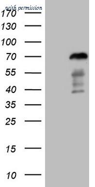 OriGene CF808593 image 1