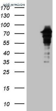 OriGene CF808599 image 1