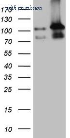 OriGene CF808601 image 1