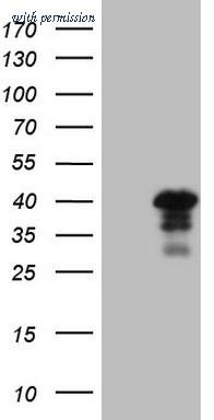 OriGene CF808602 image 1