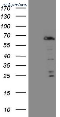 OriGene CF808604 image 1
