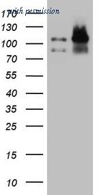 OriGene CF808615 image 1