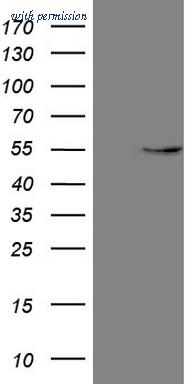 OriGene CF808629 image 1