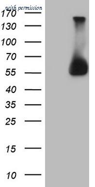 OriGene CF808637 image 1