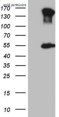 OriGene CF808639 image 1