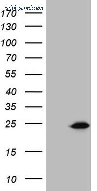 OriGene CF808644 image 1