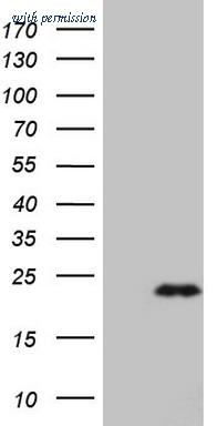 OriGene CF808647 image 1