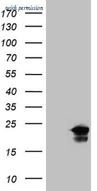 OriGene CF808651 image 1