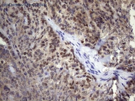 OriGene CF808657 image 1