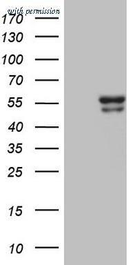 OriGene CF808669 image 1
