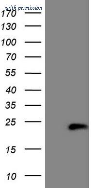 OriGene CF808680 image 1