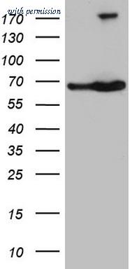 OriGene CF808684 image 1