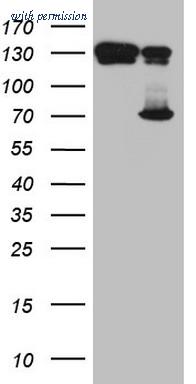 OriGene CF808689 image 1