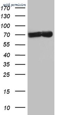 OriGene CF808719 image 1