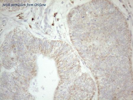 OriGene CF808724 image 1