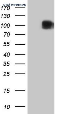 OriGene CF808739 image 1