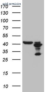 OriGene CF808765 image 1