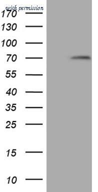 OriGene CF808770 image 1
