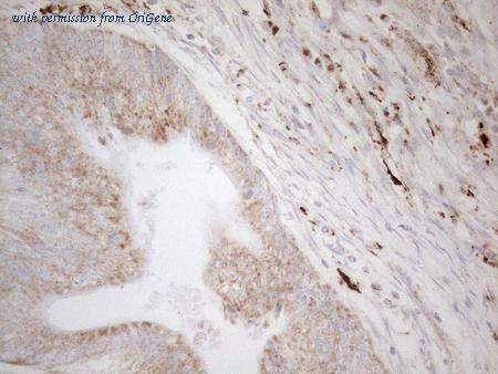 OriGene CF808773 image 1