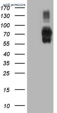 OriGene CF808779 image 1