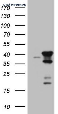 OriGene CF808782 image 1