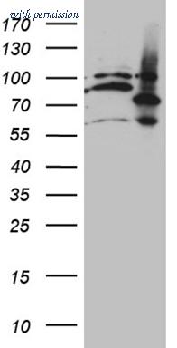 OriGene CF808800 image 1